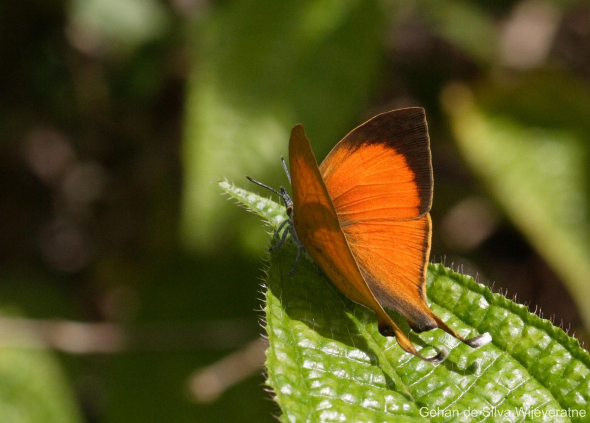 Loxura atymnus Stoll, 1780